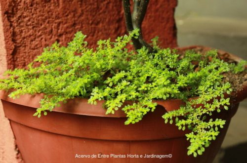 Maria-pretinha  Solanum americanum – Entre Plantas