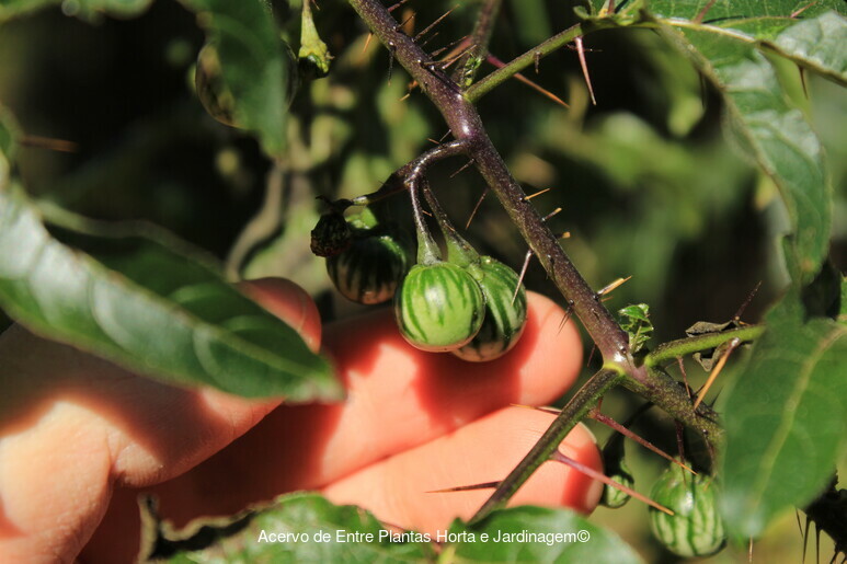 Canto Flora - Espaço de Biodiversidade - Joá- Mata-cavalo (Solanum