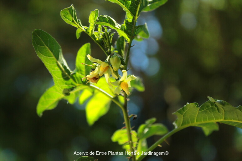 Sementes De Arrebenta Cavalo Joa Bravo Solanum Palinacanthum