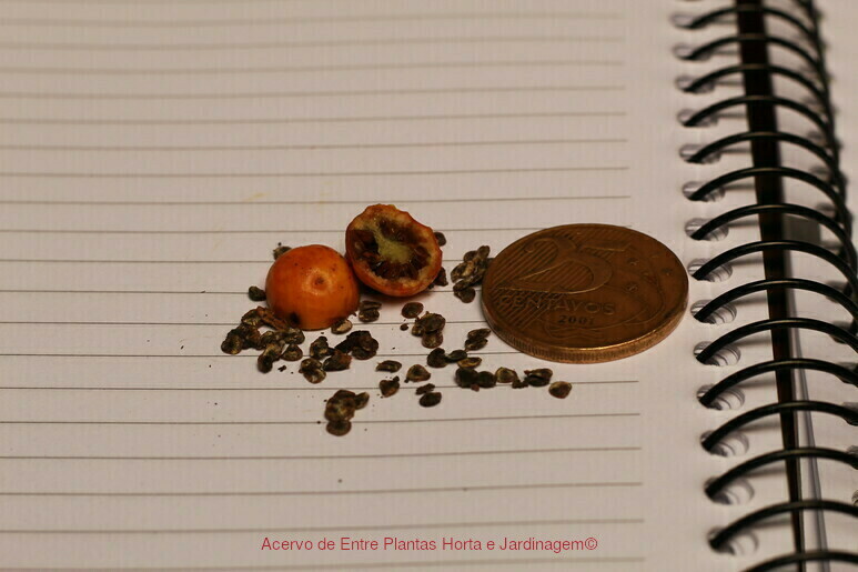 Joá-bravo (Solanum sisymbriifolium) - PictureThis